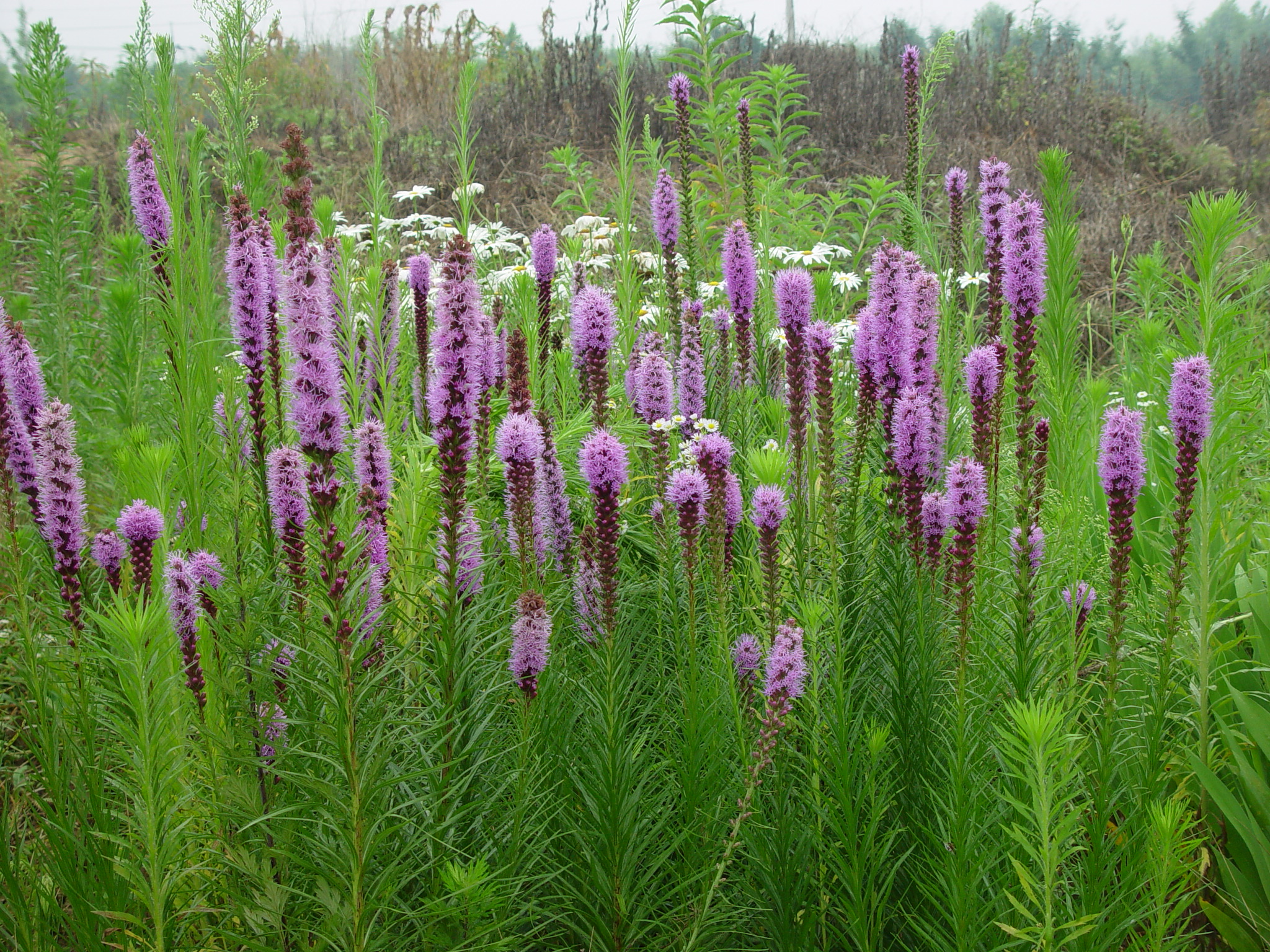 Liatris spicata